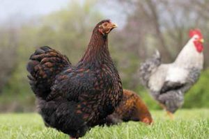 Healthy Chickens